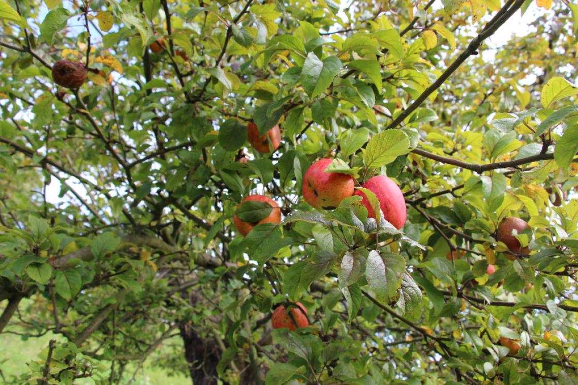 Äpfel Streuobstwiese Äpfel Streuobstwiese