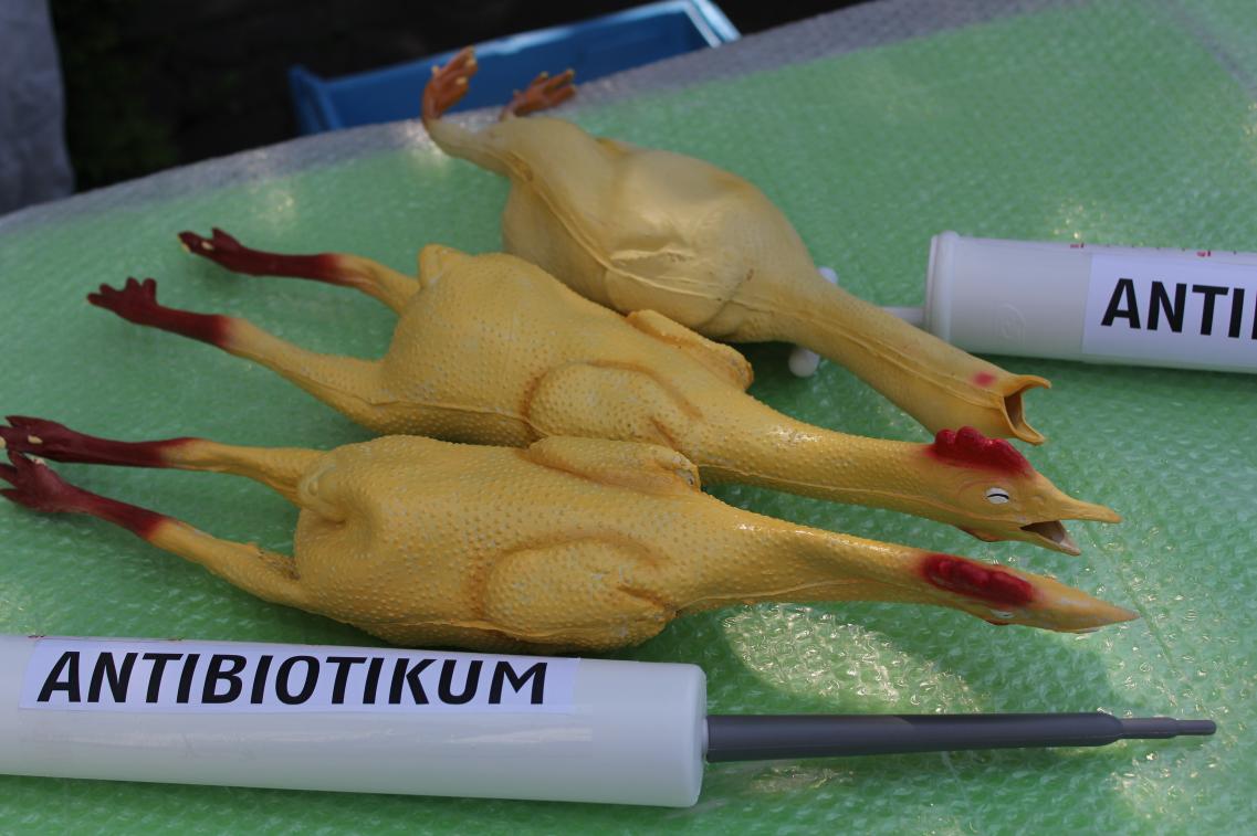Antibiotika Geflügel Antibiotika Geflügel