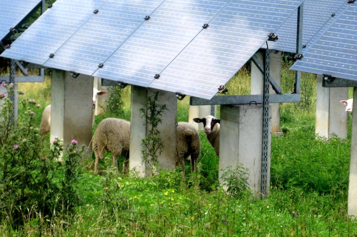 Schafe unter Solaranlage