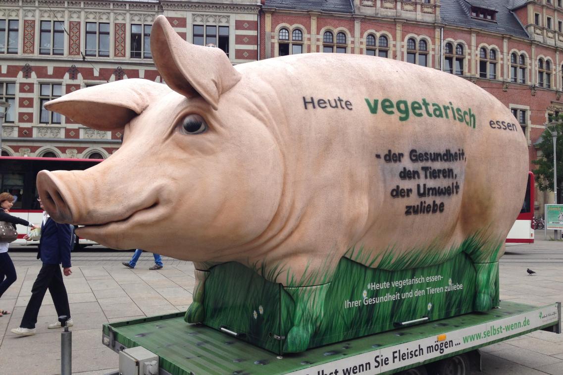3. November 2014: Schweinebestand um 22 Tausend Tiere gestiegen Bild zur News