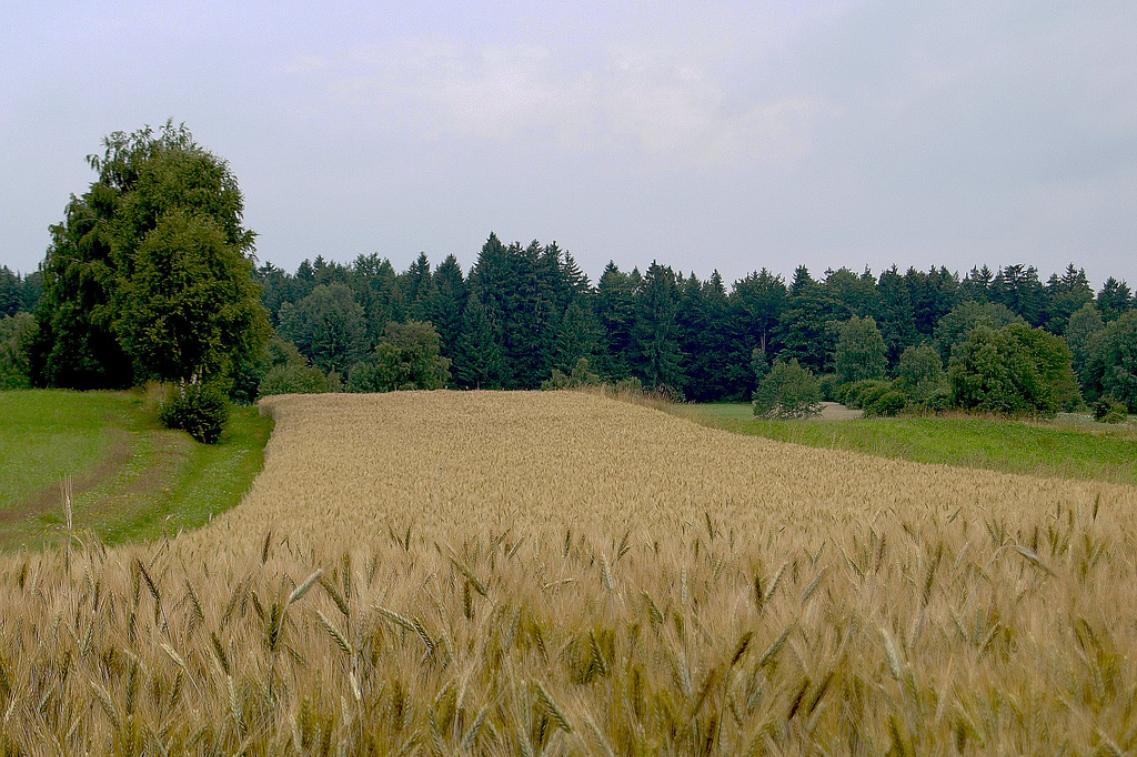 Feld_Roberto Verzo@flickr Feld_Roberto Verzo@flickr