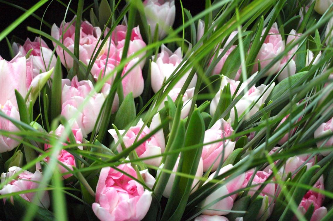 Blumen Blumen