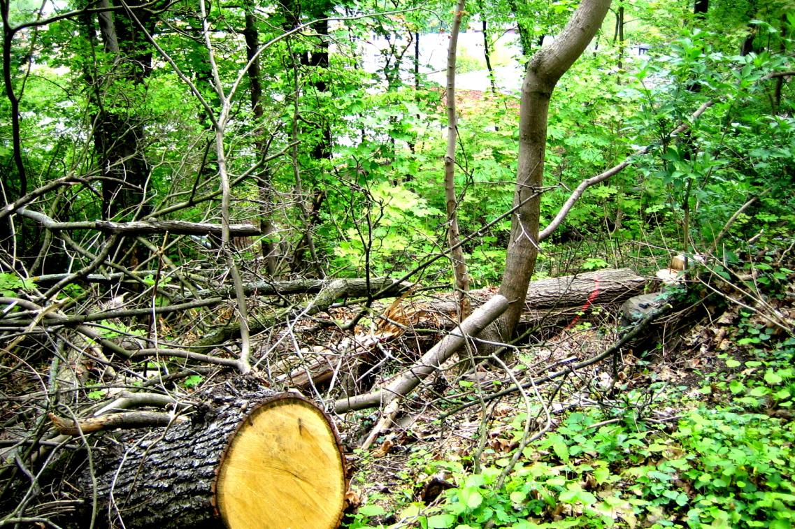gefaellter_baum_weida_2012_privat Bild zur News
