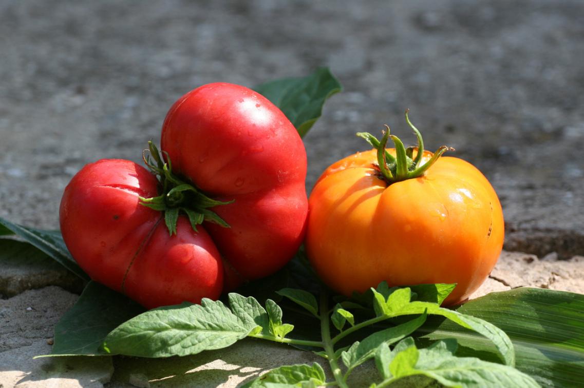 Gemüse, Tomaten_maiakinfo@flickr Bild zur Pressemitteilung