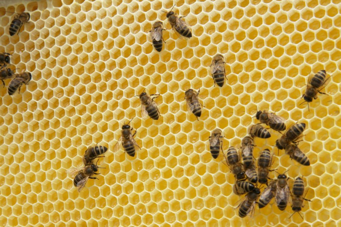 Bild zur Pressemitteilung: Honig-Bienen_blumenbiene@flickr