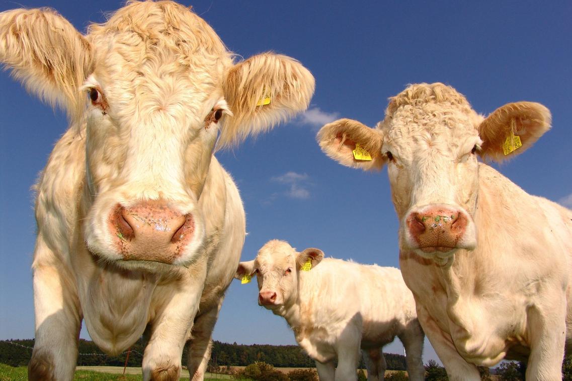 Ökologische Landwirtschaft in Thüringen im Aufwind | Grüne Fraktion