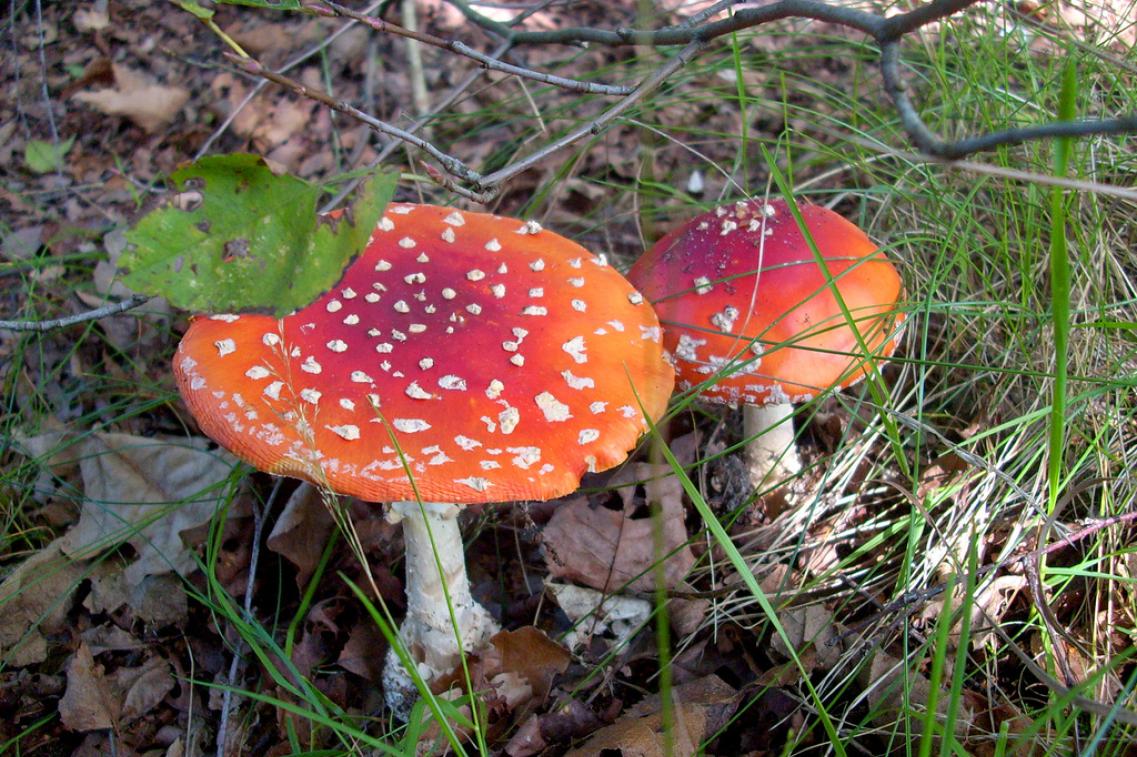 Pilz_1@flickr Bild zur News