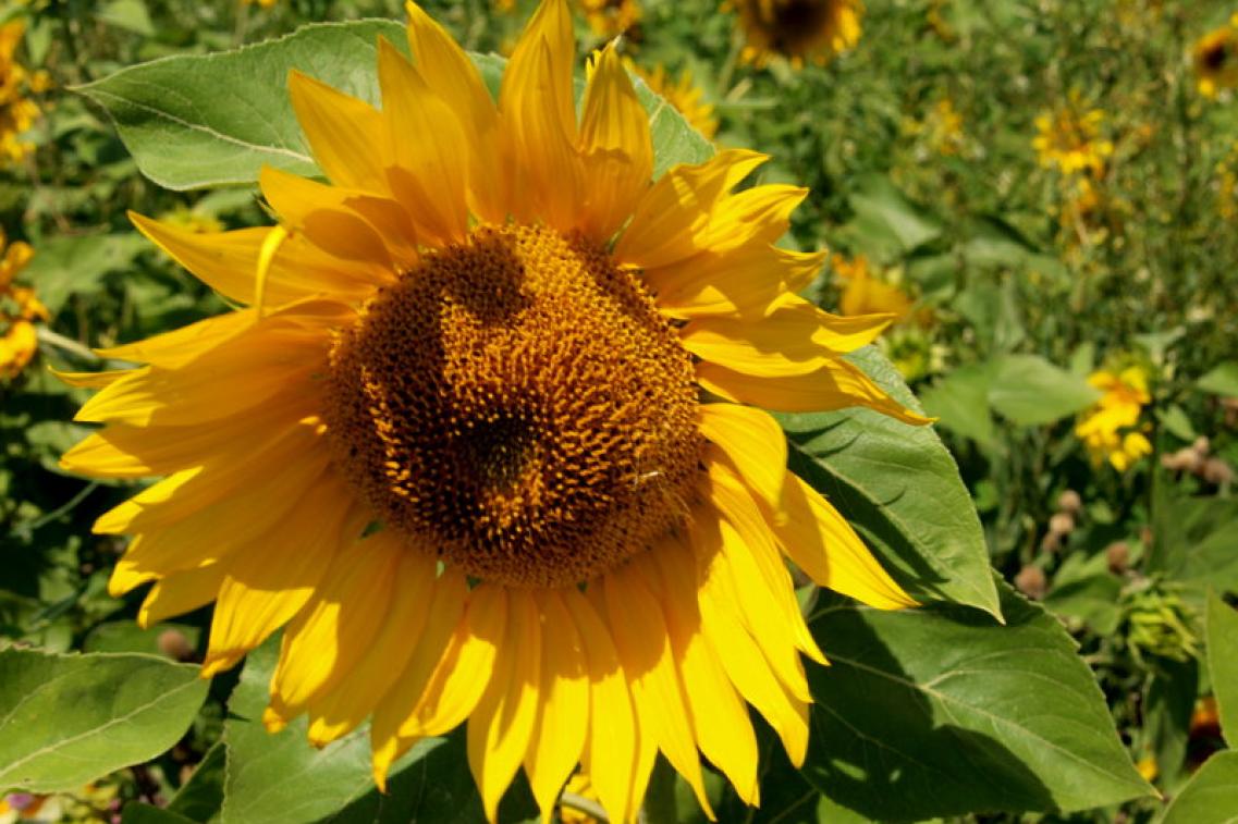 Sonnenblume_Roberto Verzo@flickr Bild zur Pressemitteilung