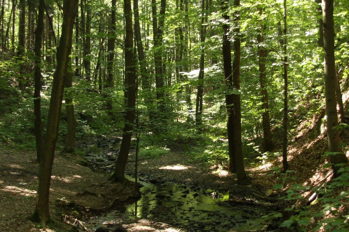 Wald - Blumenbiene@flickr Bild zur Pressemitteilung