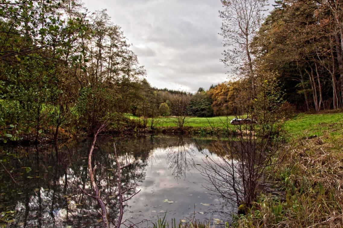 Waldsee im Herbst@flickr Bild zur News