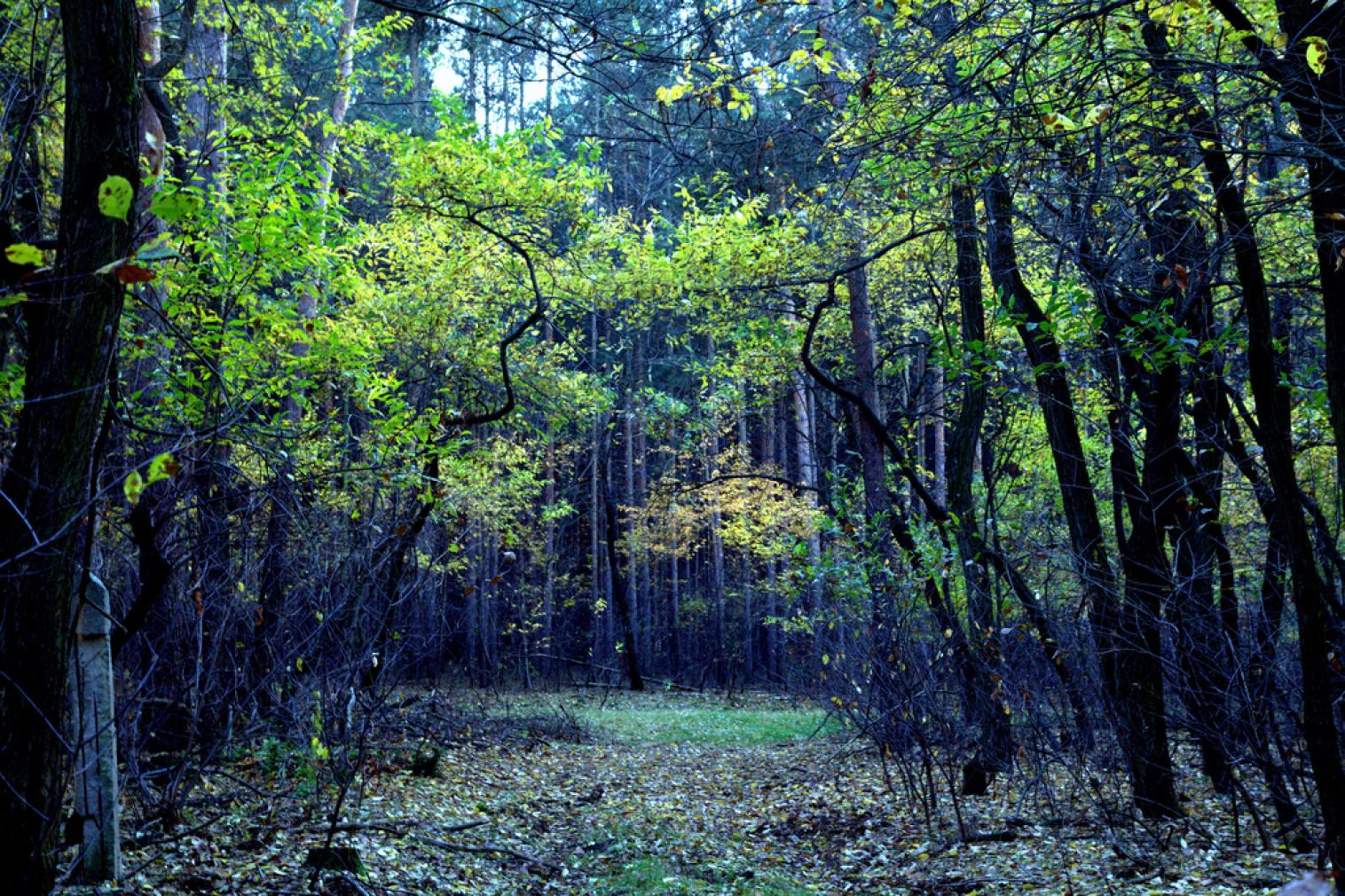 Reform der Forstverwaltung Viele offene Fragen Grüne Fraktion Thüringen