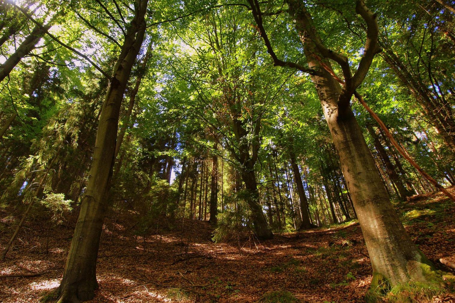 Stellenabbau im Thüringen Forst ein "Aprilscherz"? | Grüne Fraktion