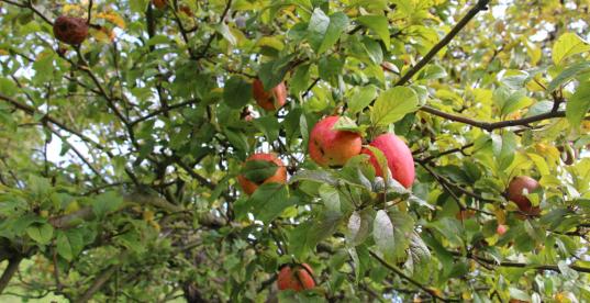 Äpfel Streuobstwiese