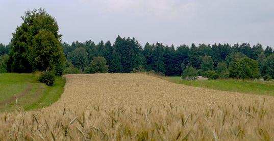 Feld_Roberto Verzo@flickr