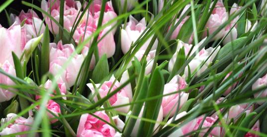 Blumen Blumen