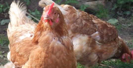 Bild zur Pressemitteilung: Huhn kathrin_rieger@flickr