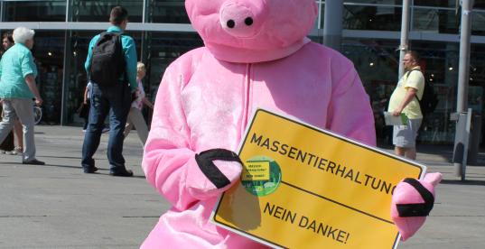 Schwein