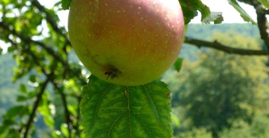 Bild zur Pressemitteilung: rosmary@flickr
