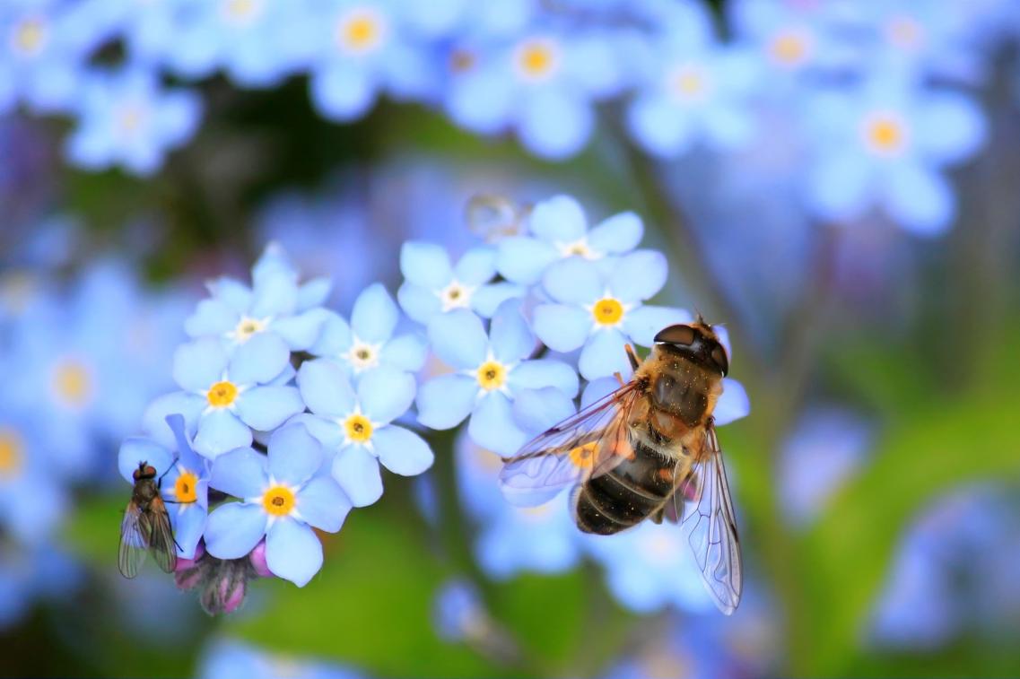 Biene und Blume