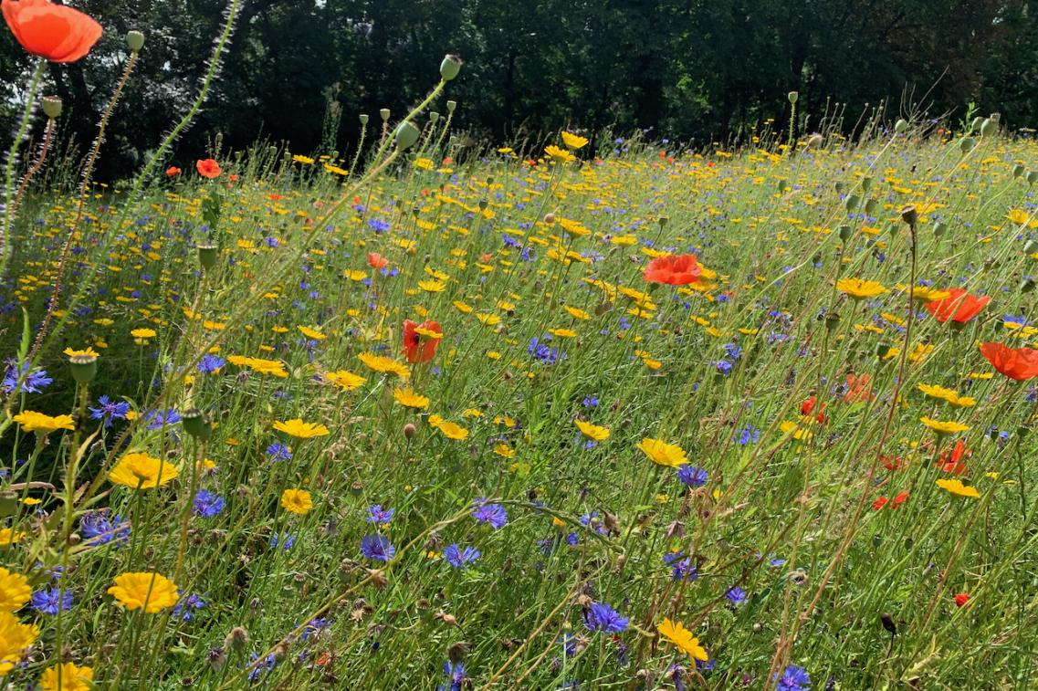 Sommerwiese Sommerwiese