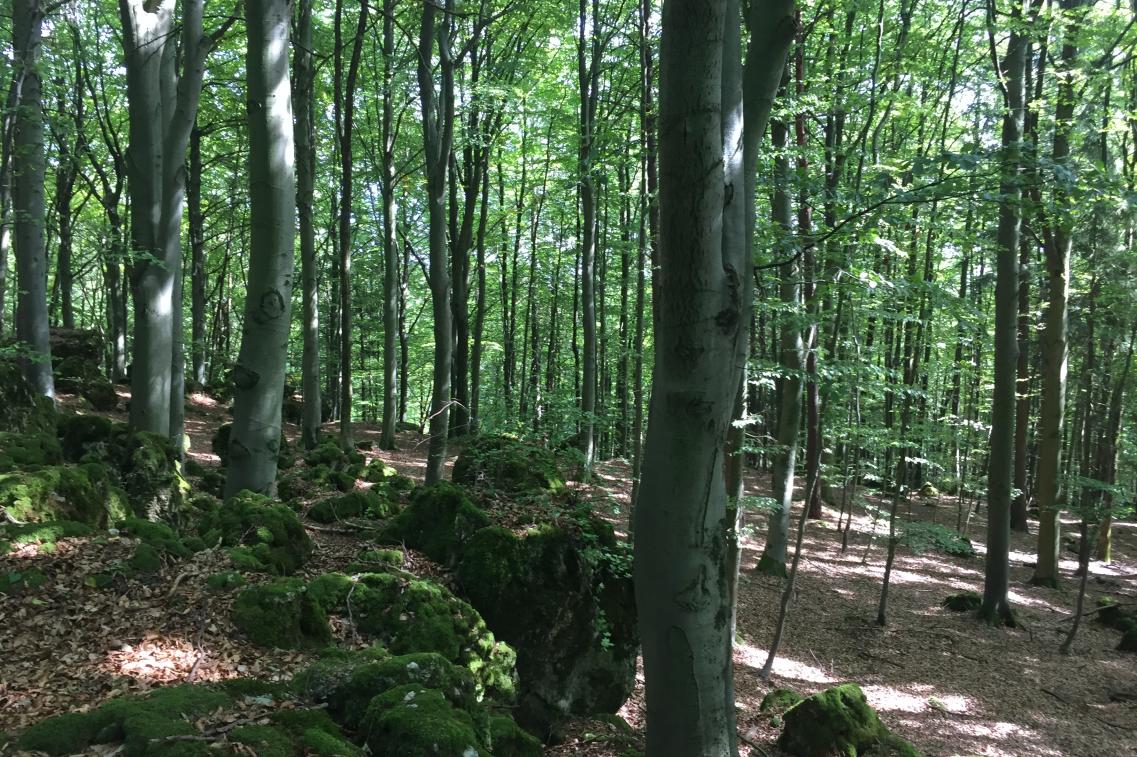 Wald