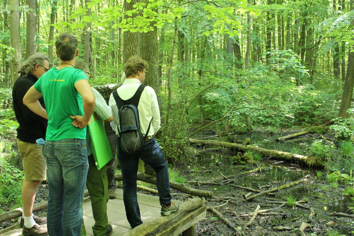 Die Fraktion bewundert die Natur im Hainich