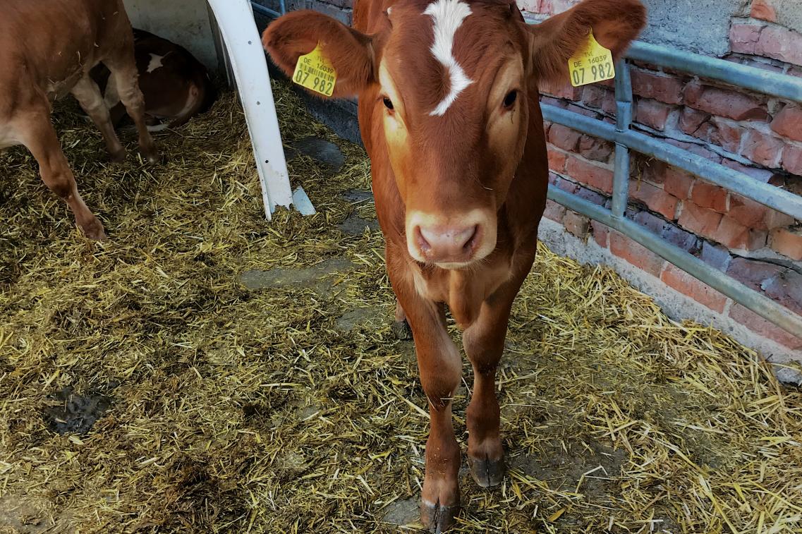 Kalb auf Ökohof
