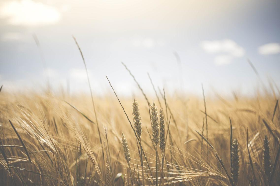 Landwirtschaft