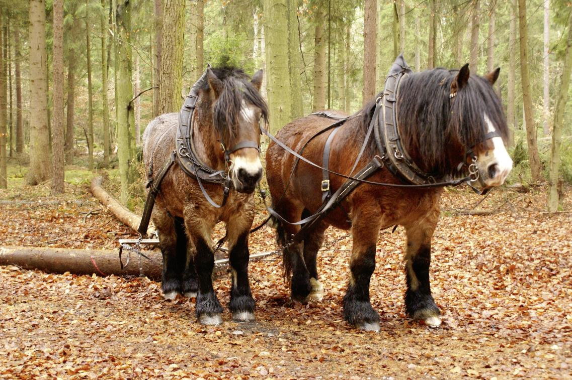 Rückerpferde im Wald bei der Arbeit Rückerpferde im Wald bei der Arbeit