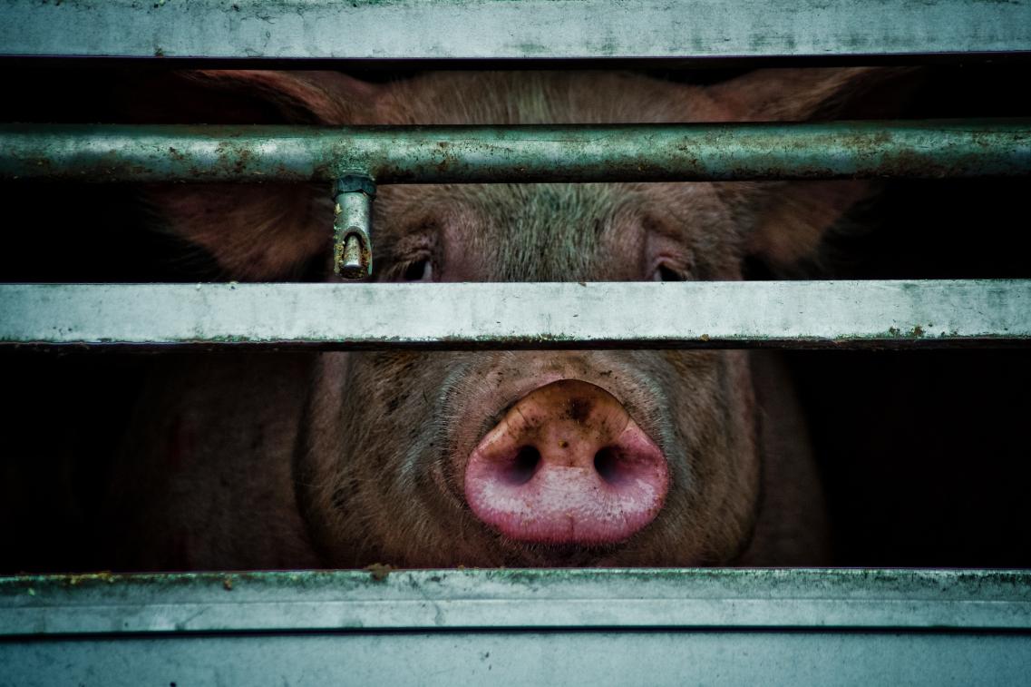 Tiertransport Schwein