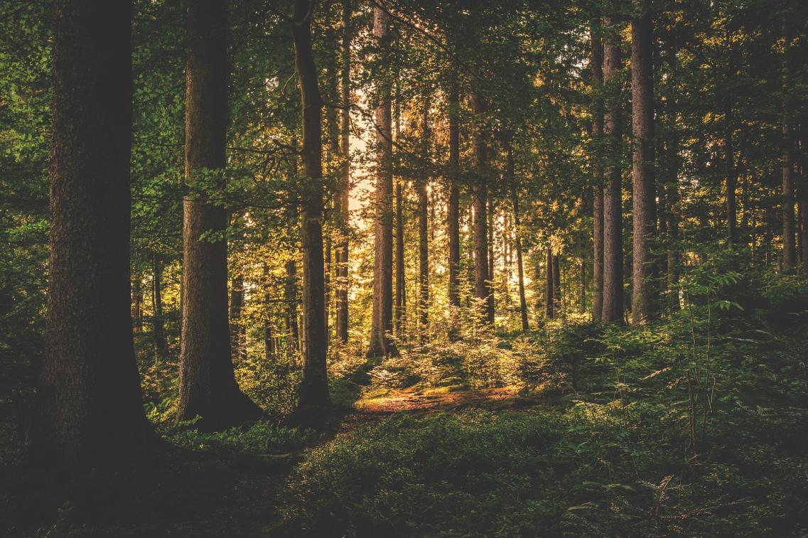Wald