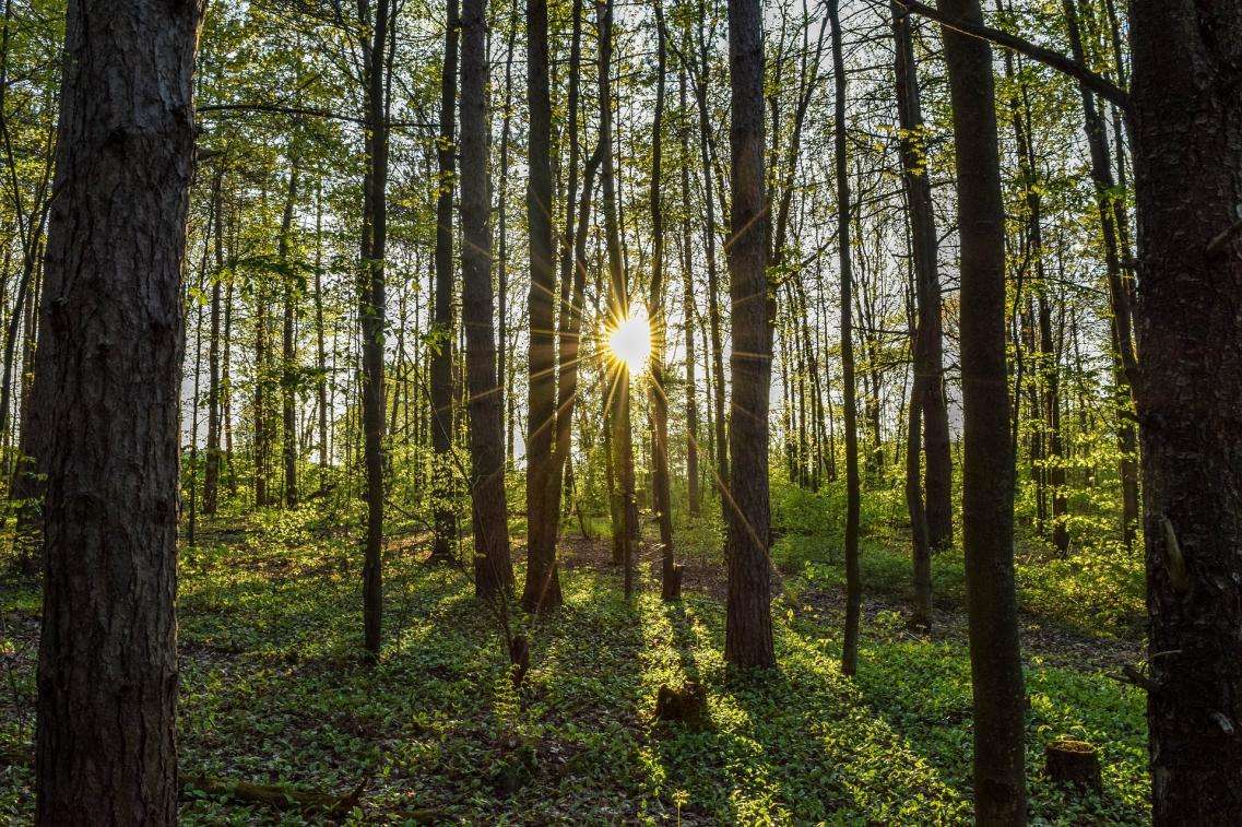 Wald im Sonnenuntergang