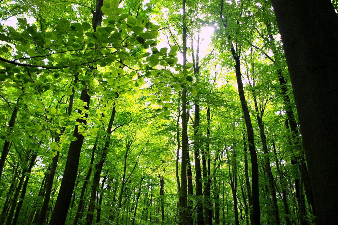 Wald im Sonnenlicht