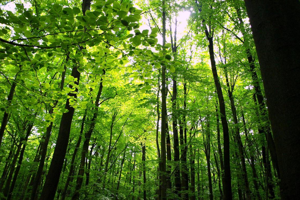 Wald