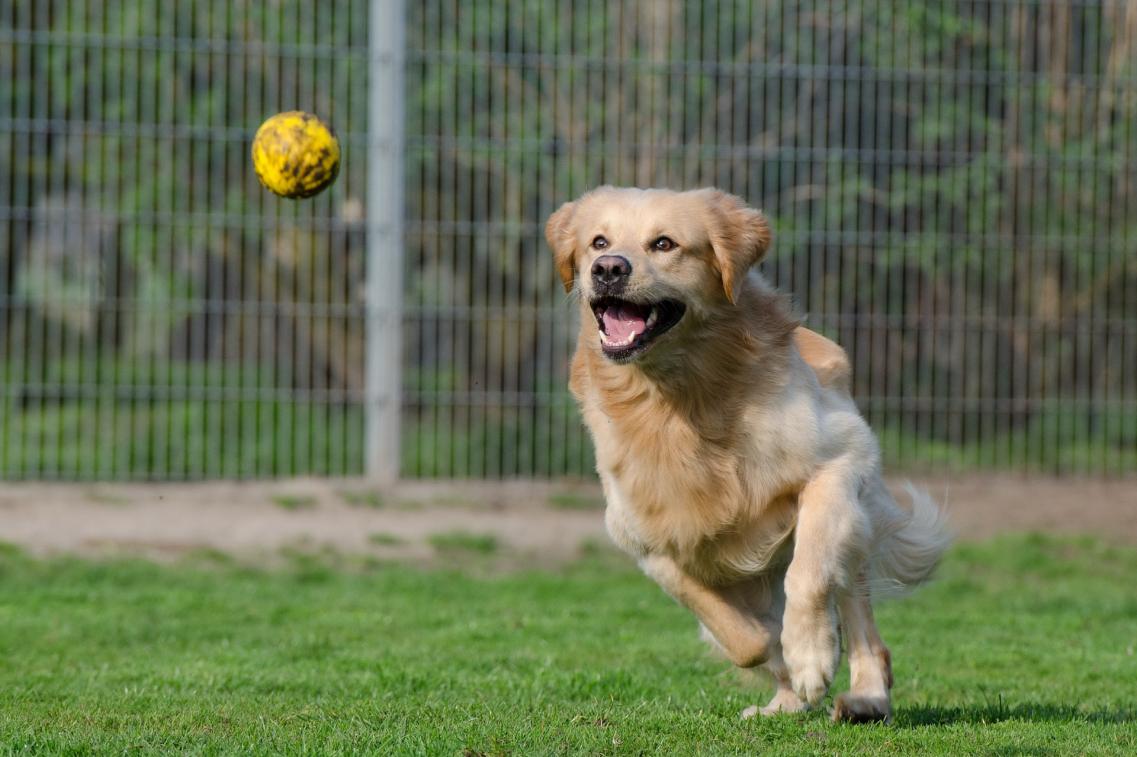 Golden Retriever