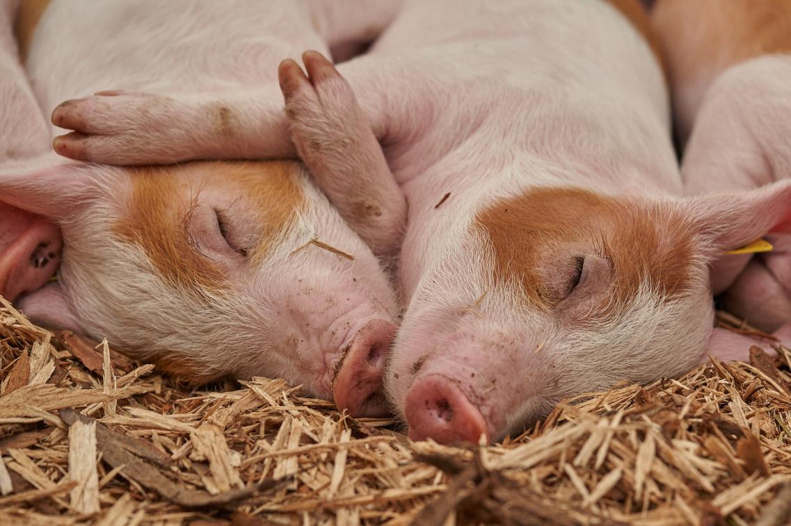 Schweinehaltung