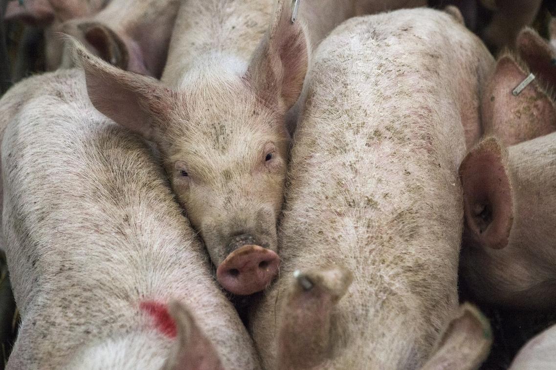 Schweine
