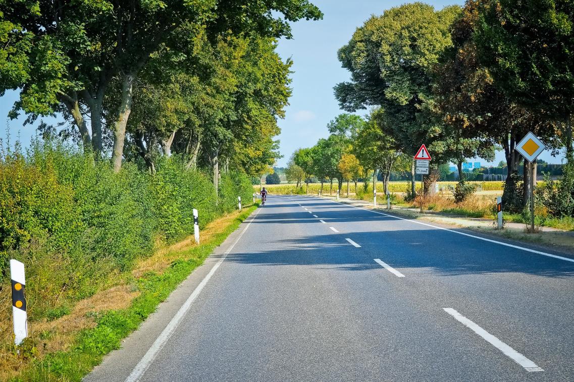 Straßenbäume Umweltschutz
