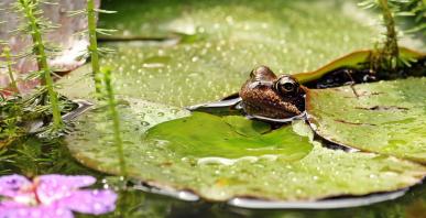 Frosch