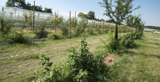 Agroforst Agroforst