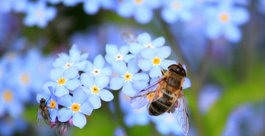 Biene_Blume