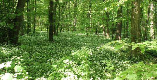 Hainich - Wald