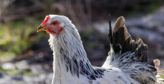 Huhn