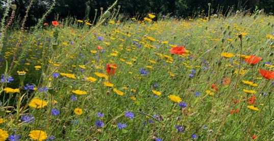 Sommerwiese Sommerwiese