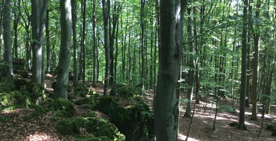 Wald