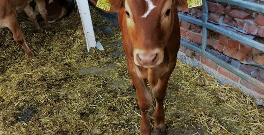 Kalb auf Ökohof
