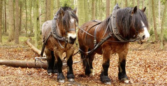 Rückerpferde im Wald bei der Arbeit