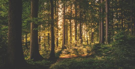 Wald