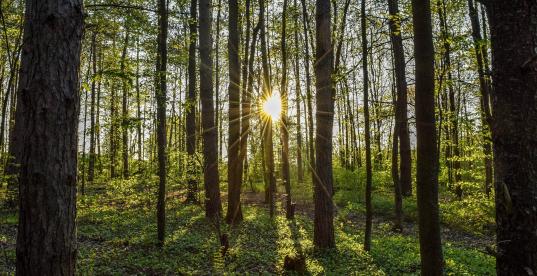 Wald im Sonnenuntergang