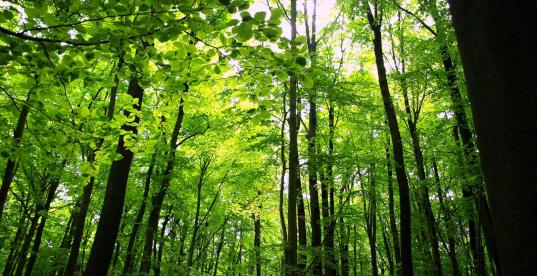 Wald, Buchenwald